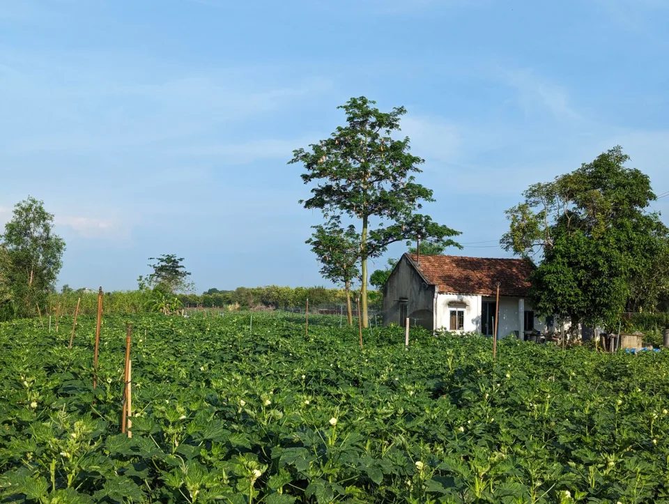Nông sản tươi sạch có sẵn tại vườn